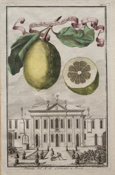 Nurnbergische Hesperides: No. 125 - Limon Ponzino da Neapoli.  N. H. Cornaro à Fiesso 宫殿 作者 约瑟夫·德·蒙塔莱格里