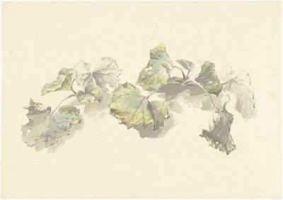 研究树叶 作者 约瑟夫·奥古斯都·克尼普