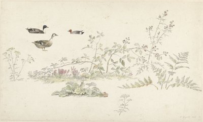 植物和水鸟的学习表 作者 约瑟夫·奥古斯都·克尼普