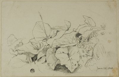 花叶丛生 作者 约书亚·克里斯塔尔（Joshua Cristall）