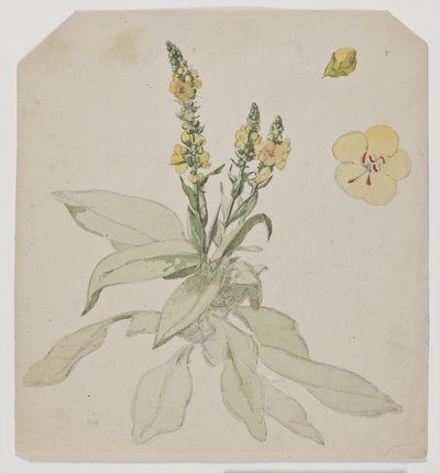 花锥菊（verbaserum） 作者 约根·罗德