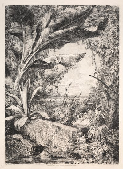 温室里的植物 作者 A. Cadart and Luquet, 79, rue Richelieu