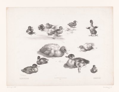 鸭子和雏鸭研究
动物研究（系列名称）
Petites études d