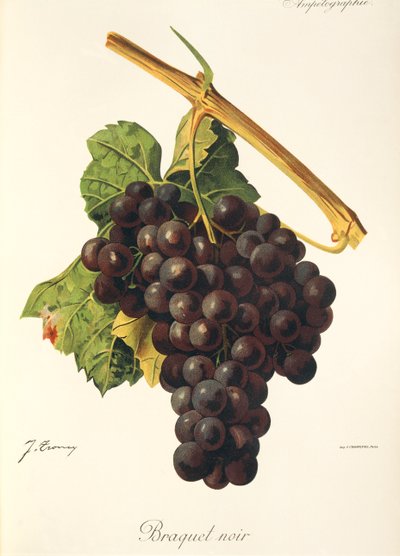 Braquet Noir grape by J. Troncy 作者 朱尔斯·特朗西
