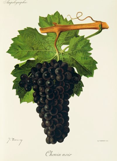J. Troncy 的黑诗南 (Chenin Noir) 葡萄 作者 朱尔斯·特朗西