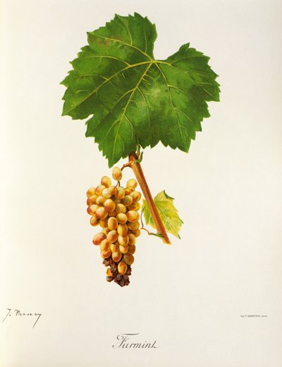J. Troncy 的 Furmint 葡萄 作者 朱尔斯·特朗西
