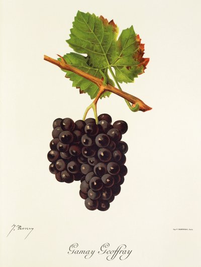 J. Troncy 生产的 Gamay Geoffray 葡萄 作者 朱尔斯·特朗西