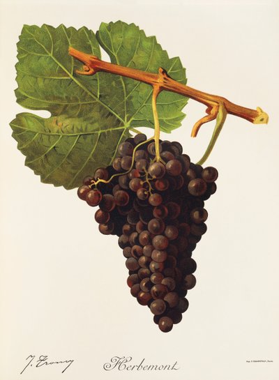 Herbemont grape by J. Troncy 作者 朱尔斯·特朗西