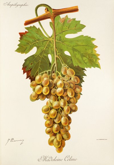 J. Troncy 设计的 Madeleine Celine grape（玛德琳-席琳葡萄 作者 朱尔斯·特朗西
