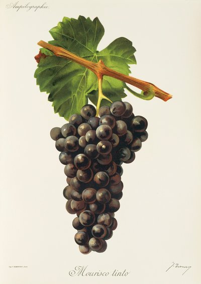 J. Troncy 的 Mourisco Tinto 葡萄 作者 朱尔斯·特朗西