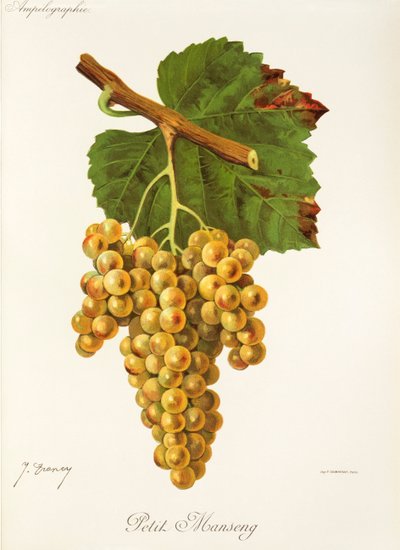 Petit Manseng grape by J. Troncy 作者 朱尔斯·特朗西