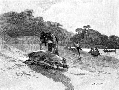 捕捉海龟》，1886年。 作者 朱利安·阿什顿（Julian Ashton）