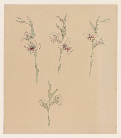 花卉研究 作者 朱莉·德格拉格