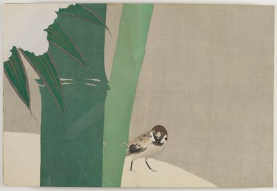 百世花卉（桃源草）：雪中竹 (Secchuchiku) 作者 神坂积家