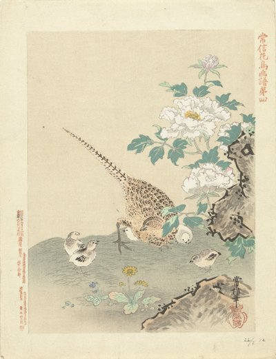 鹌鹑与雏鸟
狩野常信的花鸟素描（系列标题）
Kano Tsunenobu kacho gafu（物体上的系列标题） 作者 青木小三郎