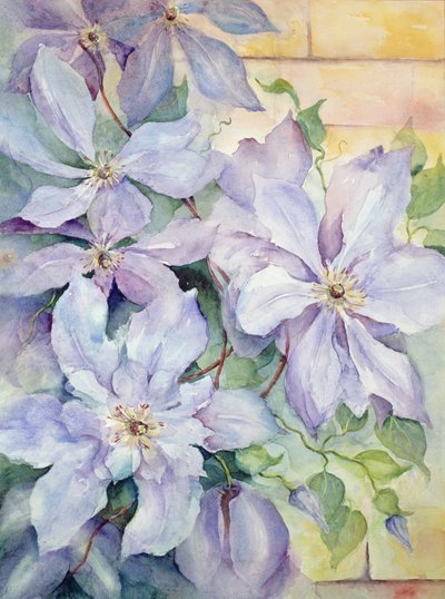 总统铁线莲 作者 卡伦·阿米蒂奇（Karen Armitage）