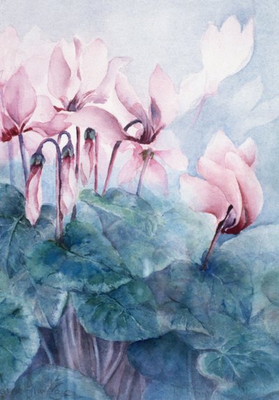 粉红色仙客来Pseudibericum 作者 卡伦·阿米蒂奇（Karen Armitage）
