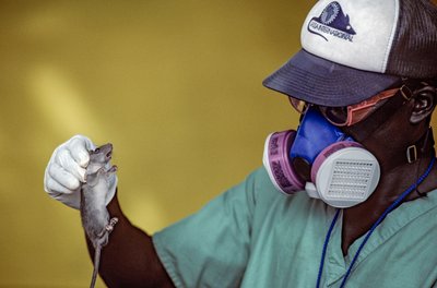 实验室技术员手持拉沙鼠并戴上口罩以防感染拉沙热。 作者 凯伦·卡斯莫斯基