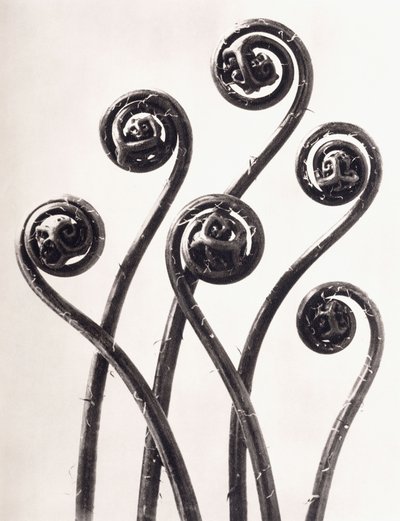 铁线蕨-美国少女头发，年轻的卷状叶扩大了八倍 作者 Karl Blossfeldt