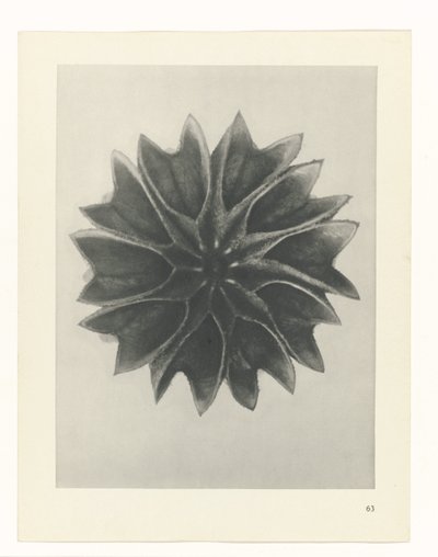 植物研究
原始艺术形式（系列名称） 作者 卡尔肾村