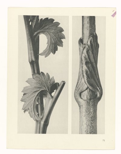 植物研究
原始艺术形式（系列名称） 作者 卡尔肾村