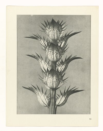 植物研究
原始艺术形式（系列名称） 作者 卡尔肾村