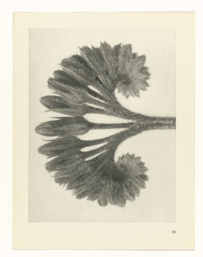 植物研究
原始艺术形式（系列名称） 作者 卡尔肾村