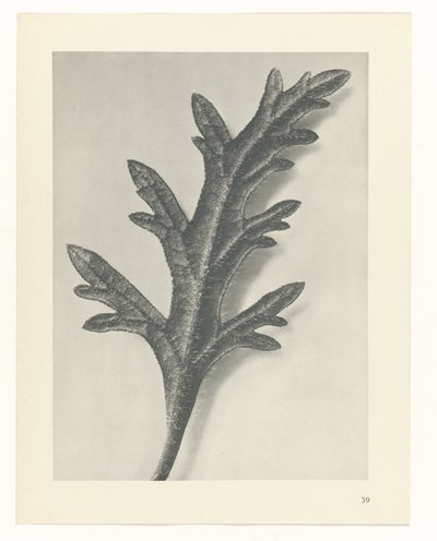 植物研究
原始艺术形式（系列名称） 作者 卡尔肾村