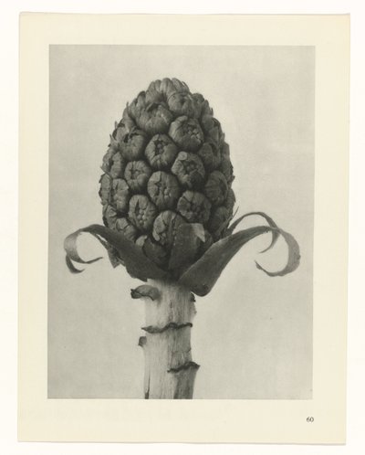植物研究
原始艺术形式（系列名称） 作者 卡尔肾村