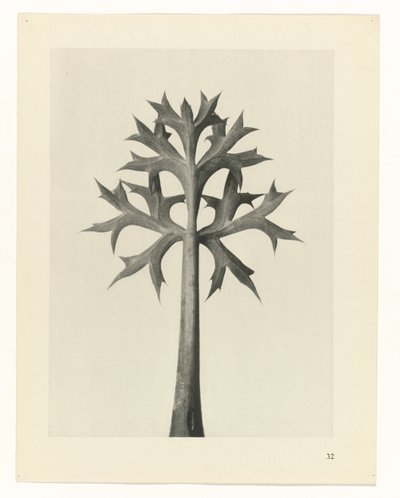 植物研究
原始艺术形式（系列名称） 作者 卡尔肾村