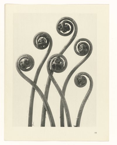 植物研究
原始艺术形式（系列名称） 作者 Karl Blossfeldt
