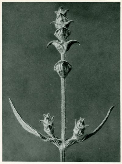 Salvia，1929（照片制作） 作者 卡尔·布罗斯费尔特