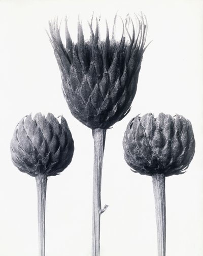 Serratula Nudicaulis（裸茎锯木），c.1928年（明胶银版） 作者 卡尔·布罗斯费尔特