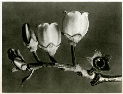牛痘（Vaccinium Corymbosum）。 1929年（照相凹版） 作者 卡尔·布罗斯费尔特