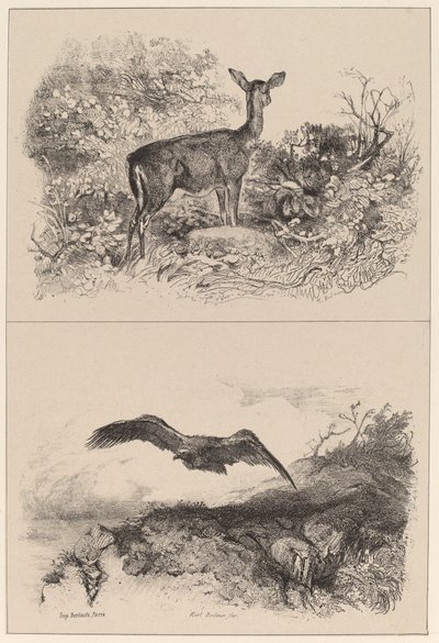 无名氏，老鹰 作者 Karl Bodmer
