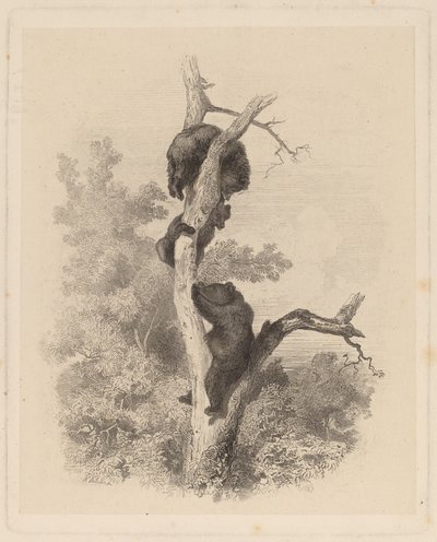 我们的熊"（Les Ours）。 作者 卡尔·博德默