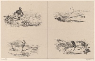 Oies, Cygnes, herons. 作者 卡尔·博德默