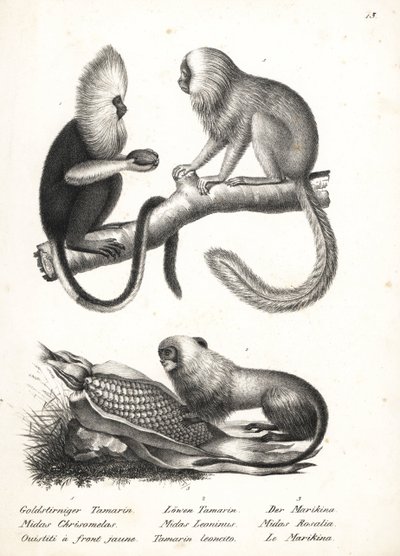 水头狨 Callithrix flaviceps（濒危）1 和金狮狨 Leontopithecus rosalia（濒危）2、3。卡尔-约瑟夫-布罗特曼（Karl Joseph Brodtmann）绘制的石版画，选自海因里希-鲁道夫-申茨（Heinrich Rudolf Schinz）的《人与动物自然史图解》。 作者 卡尔·约瑟夫·布罗特曼