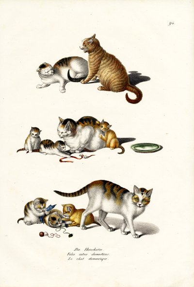 国内猫，1824年 作者 卡尔·约瑟夫·布罗特曼