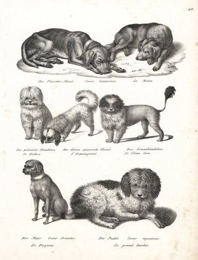 Lurcher 或 matin 狗、Canis laniarius、Bichon、西班牙狗、Chow Chow、哈巴狗、Canis fricator 和贵宾犬或水猎犬、Canis Aquaticus。 卡尔·约瑟夫·布罗德曼 (Karl Joseph Brodtmann) 的石版画，出自海因里希·鲁道夫·辛茨 (Heinrich Rudolf Schinz) 的《人类与动物自然史插图》 作者 卡尔·约瑟夫·布罗特曼