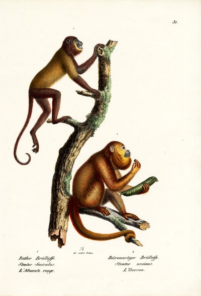 红吼猴，1824年 作者 卡尔·约瑟夫·布罗特曼