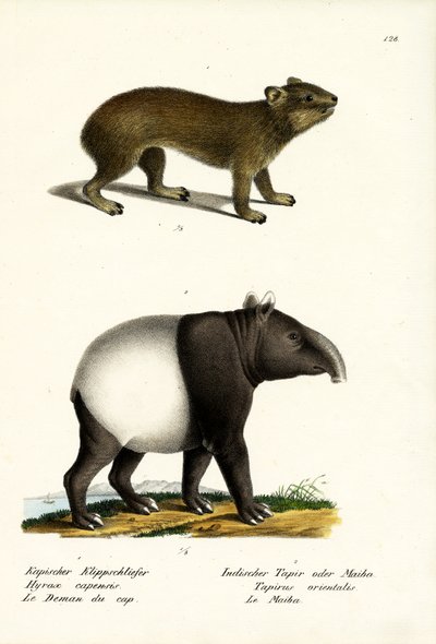 Rock Hyrax，1824 作者 卡尔·约瑟夫·布罗特曼