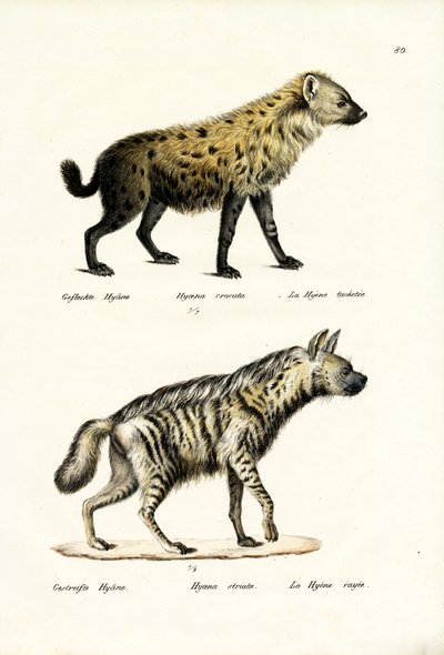 发现Hyaena，1824年 作者 卡尔·约瑟夫·布罗特曼