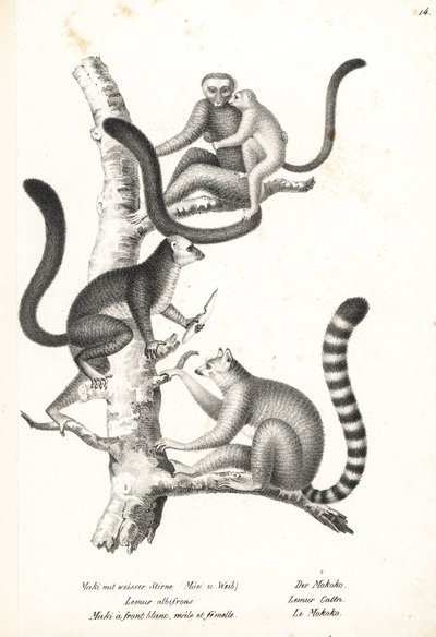 白头狐猴 (Eulemur albifrons)，雄性和雌性，濒临灭绝 1，以及环尾狐猴 (Lemur catta)，濒临灭绝 2。卡尔·约瑟夫·布罗德曼 (Karl Joseph Brodtmann) 的石版画，选自海因里希·鲁道夫·辛茨 (Heinrich Rudolf Schinz) 的《人类与动物自然史插图》 作者 卡尔·约瑟夫·布罗特曼