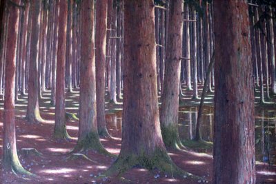 云杉林 作者 卡尔·兰布雷希特