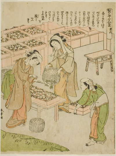 图版 6（检查新纺的蚕茧），选自 "Kaiko Yashinai-gusa "系列 作者 胜川俊章