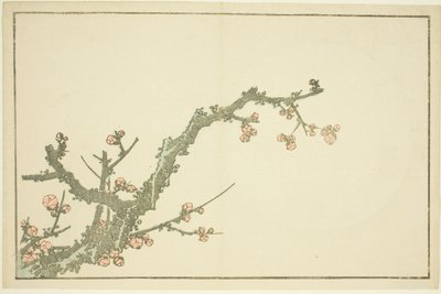 梅花盛开》，选自《北斋写实画集》（北斋写真集） 作者 葛饰北斋