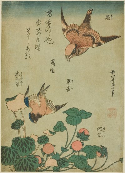 牛头鵙和蓝鸟与虎耳草和野草莓（墨斗、琉璃、雪之下、枇杷），选自无题花鸟系列 作者 葛饰北斋
