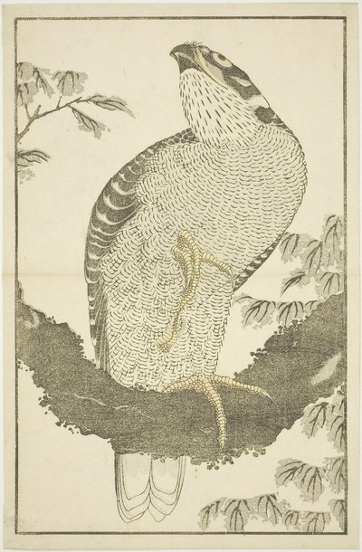 鹰，摘自《北斋写实画册》（Hokusai shashin gafu）。 作者 葛饰北斋