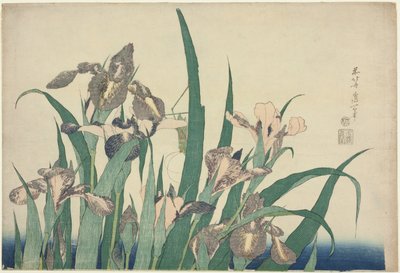 鸢尾花和蚱蜢》，选自无标题大花系列 作者 葛饰北斋